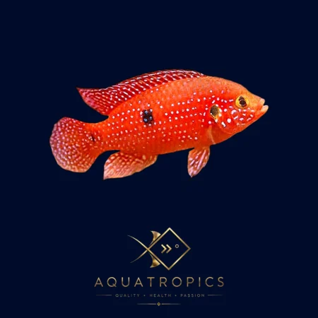 Rubricatochromis, colourful African dwarf cichlid