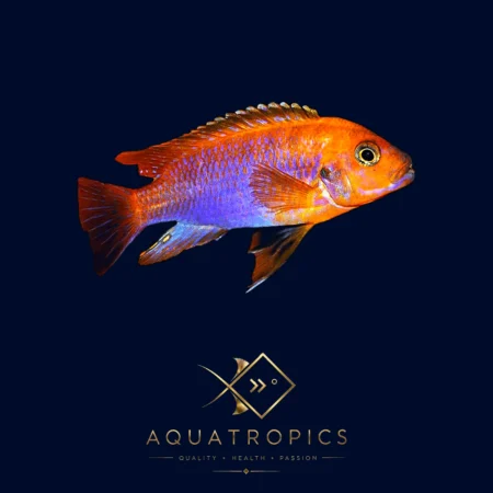 Rusty Cichlid (Iodotropheus Sprengerae), colourful Lake Malawi African cichlid