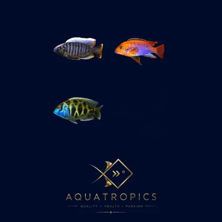 Selected Mix Malawi Cichlids (African Cichlids Mixed Selection), colourful Lake Malawi African cichlid