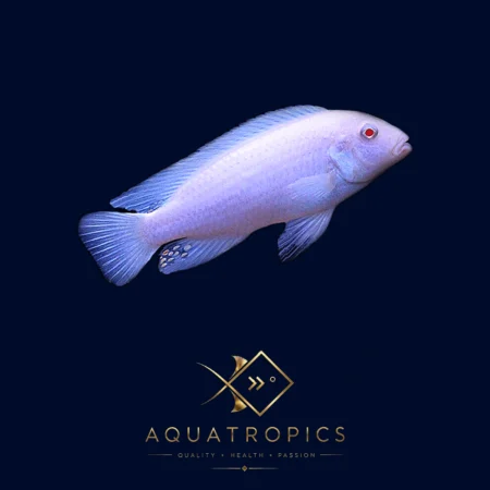 Snow White Cichlid (Chindongo socolofi 'Albino'), colourful Lake Malawi African cichlid