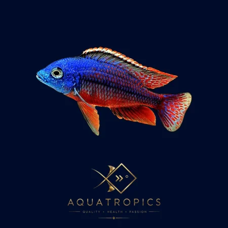 Spindle Hap Cichlid (Protomelas Taeniolatus), colourful Lake Malawi African cichlid