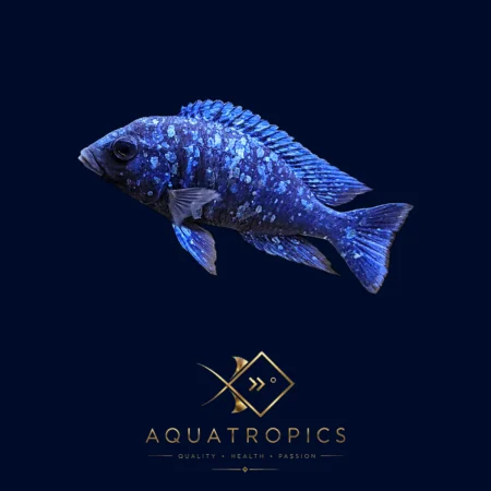 Star Sapphire Hap Cichlid (Placidochromis Phenochilus), colourful Lake Malawi African cichlid