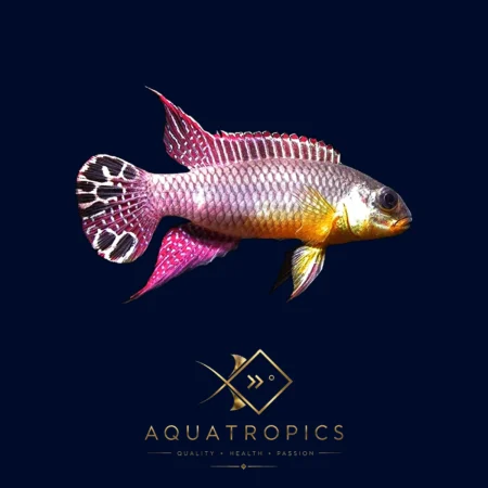Striped Kribensis Dehane (Pelvicachromis taeniatus), colourful African dwarf cichlid