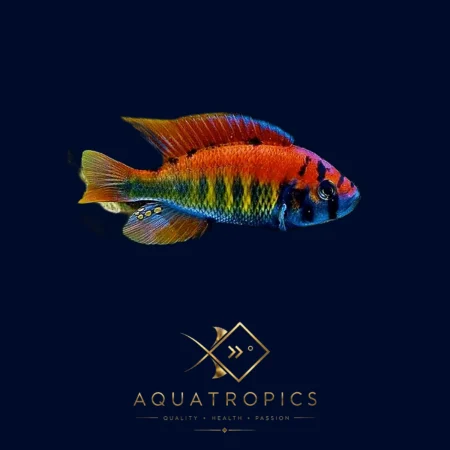 Haplochromis nyererei (Pundamilia nyererei), colourful Lake Malawi African cichlid
