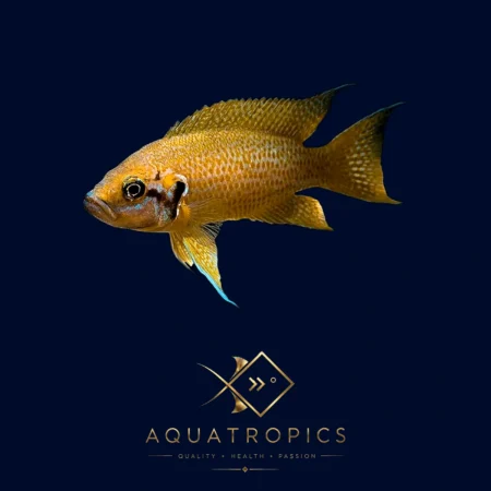 Sunflower Lamprologus (Neolamprologus Helianthus), colourful Lake Malawi African cichlid