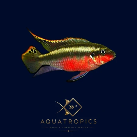 Super Red Rainbow Kribensis (Pelvicachromis pulcher “Super Red”), colourful African dwarf cichlid