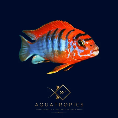 Sweden Hongi Cichlid (Labidochromis Hongi 'Sweden'), colourful Lake Malawi African cichlid
