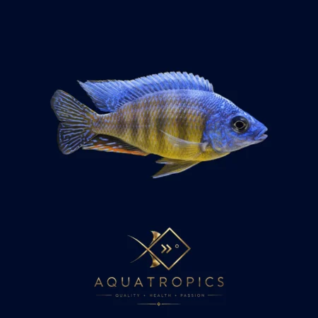 Taiwan Reef Cichlid (Protomelas sp. 'Steveni Taiwan'), colourful Lake Malawi African cichlid