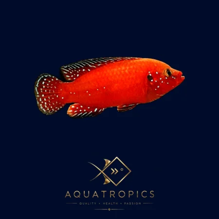 Turkana Jewel Cichlid (Hemichromis exsul), colourful African dwarf cichlid