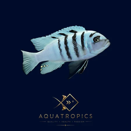 White Chimate Dogtooth Cichlid (Cynotilapia afra 'Chimate White'), colourful Lake Malawi African cichlid