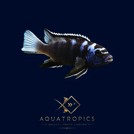 White Tail Acei Cichlid (Pseudotropheus acei 'Ngara'), colourful Lake Malawi African cichlid