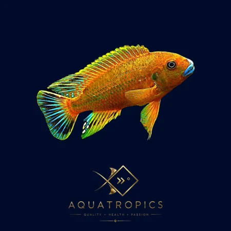 Williams Red Top Mbuna (Pseudotropheus Williamsi), colourful Lake Malawi African cichlid
