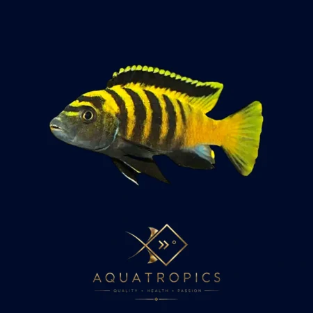 Yellow Dingani Cichlid (Chindongo Flavus), colourful Lake Malawi African cichlid