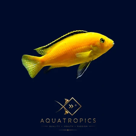 Yellow Lab Cichlid (Labidochromis caeruleus), colourful Lake Malawi African cichlid