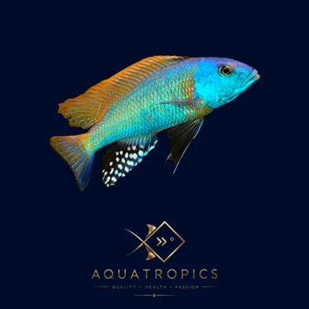 Yellow Lepturus Cichlid (Buccochromis Rhoadesii), colourful Lake Malawi African cichlid