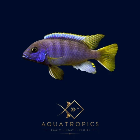 Yellow-Tail Acei Cichlid (Pseudotropheus acei), colourful Lake Malawi African cichlid
